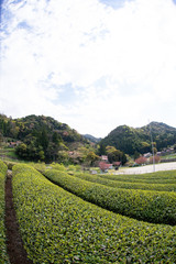 茶畑
