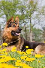 Deutscher Schäferhund