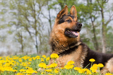 Deutscher Schäferhund