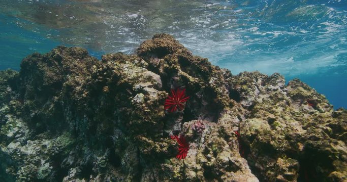 Colorful underwater coral reef with ocean tides above, environmental conservation