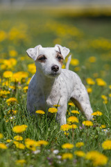 Jack Russel Terrier Hündin