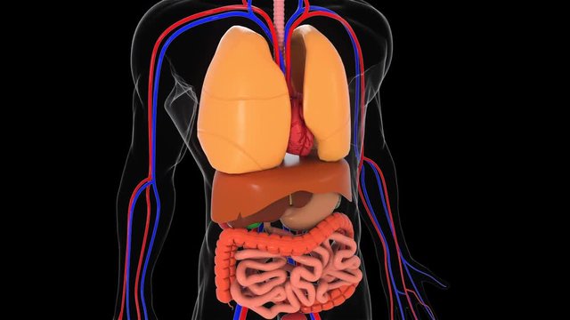 Anatomy human body model, 3d rendering background, part of human body model with organ system, medical concept