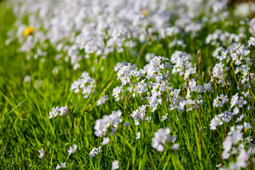 Obraz premium Meadow with white flowers