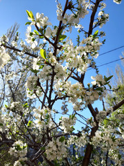 Photo White flowers. Spring tree. New life. Blue sky, sun. Wallpaper floral background. Rays of light. Sunlight, effect, sunray.