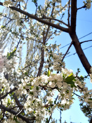 Flowering branch photo. Blue sky, sun. New life. Wallpaper flowers background. Rays of light. Sunlight, effect, sunray.