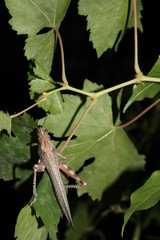 Grashüpfer