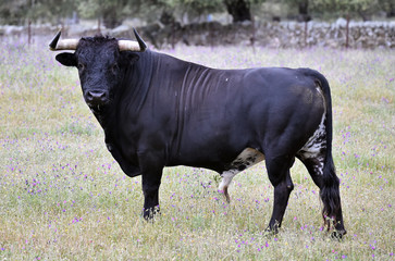 toro español en el campo