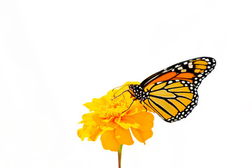 Orange monarch butterfly on gold marigold flower isolated on white background