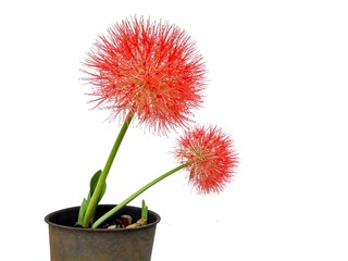 blood lily red flowers in pots on a white background