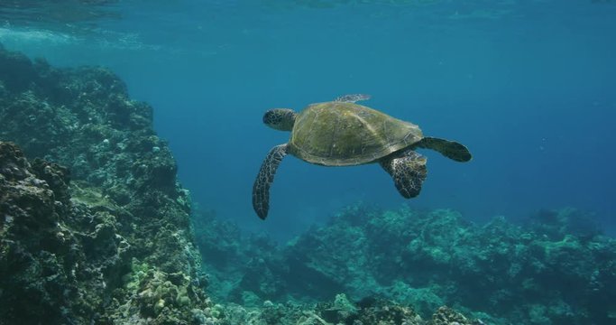 Green sea turtle swimming underwater near coral reef in slow motion, ocean conservation, endangered species, blue planet