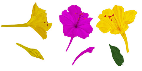 Obraz premium A set of flowers Mirabilis with closed buds and green leaf. Yellow and purple garden night flower on a white background for botanical ornament.