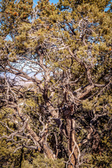 Beautiful Inyo National Forest in the Sierra Nevada - travel photography