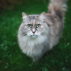 Plakat tortoiseshell maine coon cat standing on the lawn looking at camera