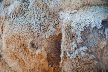 The background texture  fur of the skin and wool of the humped camel.