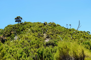 A group of hikers in the Aberdare Ranges, Kenya