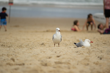 Obraz premium seagulls on the beach