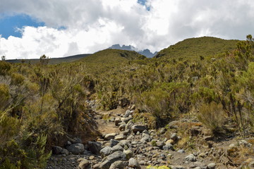 The highland altitude moorland against a mountain background, Mount Kilimanjaro National Park, Tanzania