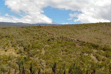 Fototapeta na wymiar The highland altitude moorland against a mountain background, Mount Kilimanjaro National Park, Tanzania