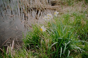 Daffodils