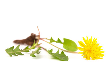 A Dandelion Plant isolated on a White Background