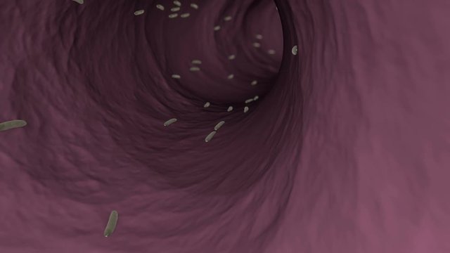 3D animation of parasitic worms in an intestines of human or animal.