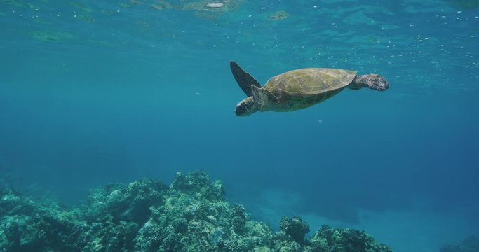 Green sea turtle swimming in the ocean near coral reef in slow motion, environmental conservation, endangered species