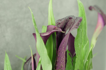 Dark violet callas on gray background. Water drops on flower petals
