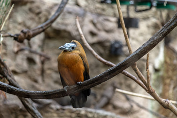 Capuchinbird