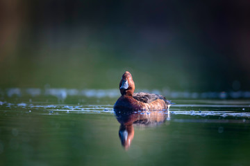Swimming duck. Nature water background. Bird: Ferruginous Duck. Aythya nyroca.