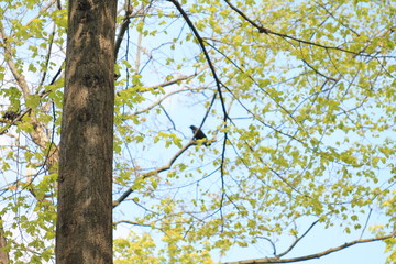 Tree and Crow
