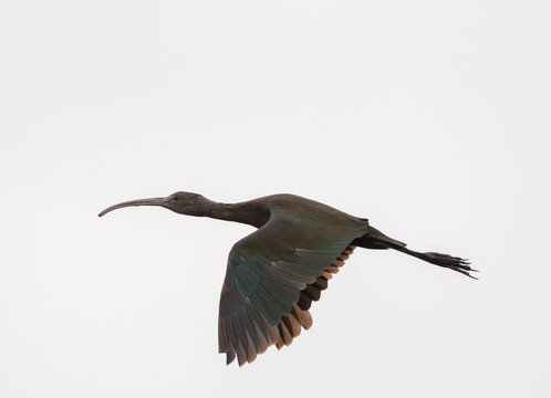 Carao (Aramus guarauna)