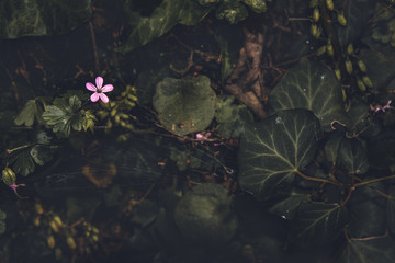 Bodegon flor silvestre y hojas de enredadera