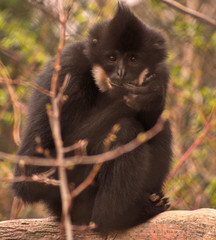 Black Monkey portrait - eye to eye (nervous, biting nails)