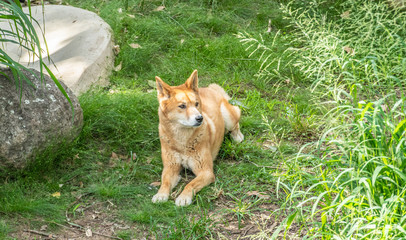 Australian Dingo or Canis dingo, looking right
