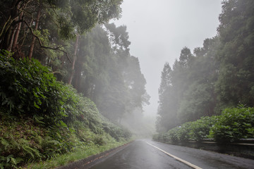 Fototapeta na wymiar Road among foggy green forest