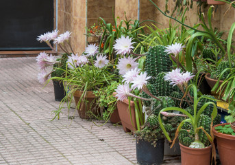 Flowers of cactus out of doors