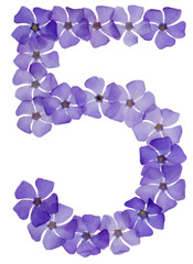Numeral 5, five, from natural blue flowers of periwinkle, isolated on white background