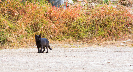 Black stray kitten in a medieval courtyard, adorable animal