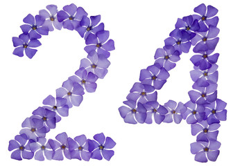 Numeral 24, twenty four, from natural blue flowers of periwinkle, isolated on white background