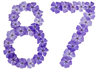 Numeral 87, eighty seven, from natural blue flowers of periwinkle, isolated on white background
