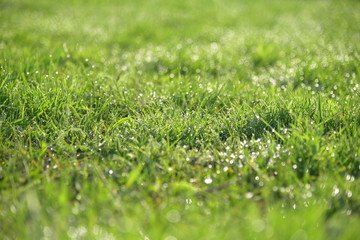 Spring meadow grass with dew