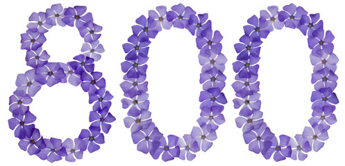 Numeral 800, eight hundred, from natural blue flowers of periwinkle, isolated on white background