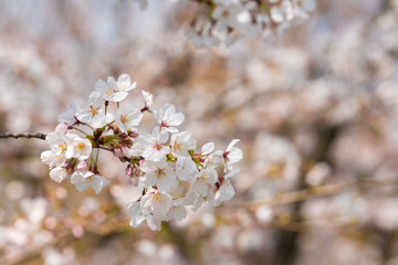 Cherry blossom in spring for background or copy space for text