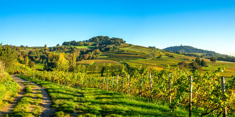 Fototapeta premium Weinberg im Abendlicht 