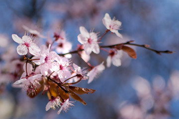 Japanese cherry blossoms against a blue bokeh background, close-up