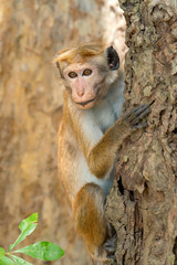 Toque Macaque (Macaca sinica), Yala National Park, Sri Lanka