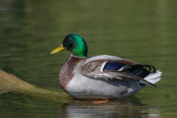 Fototapeta premium Mallard Duck (Anas platyrhynchos)