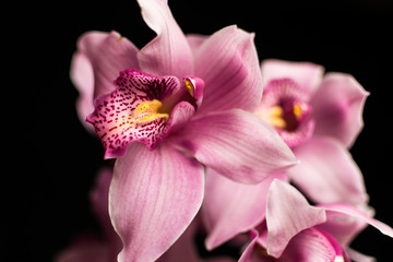 Pink orchids isolated against a black background
