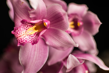 Pink orchids isolated against a black background