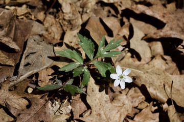 Single white anemone (hepatica) wildflower blooming in its natural woodland habitat in springtime